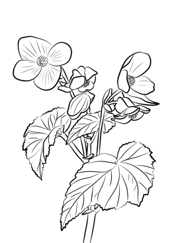 Tuberous Begonia Coloring Page